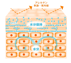 キメが整い、ハリのある肌のイメージ