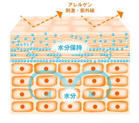 肌の内側の「水分保持」が鍵のイメージ図